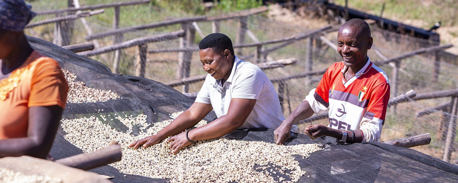 Purchasing and export of specialty green coffee