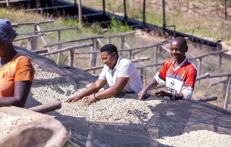 Purchasing and export of specialty green coffee